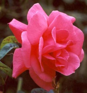 pink-garden-roses